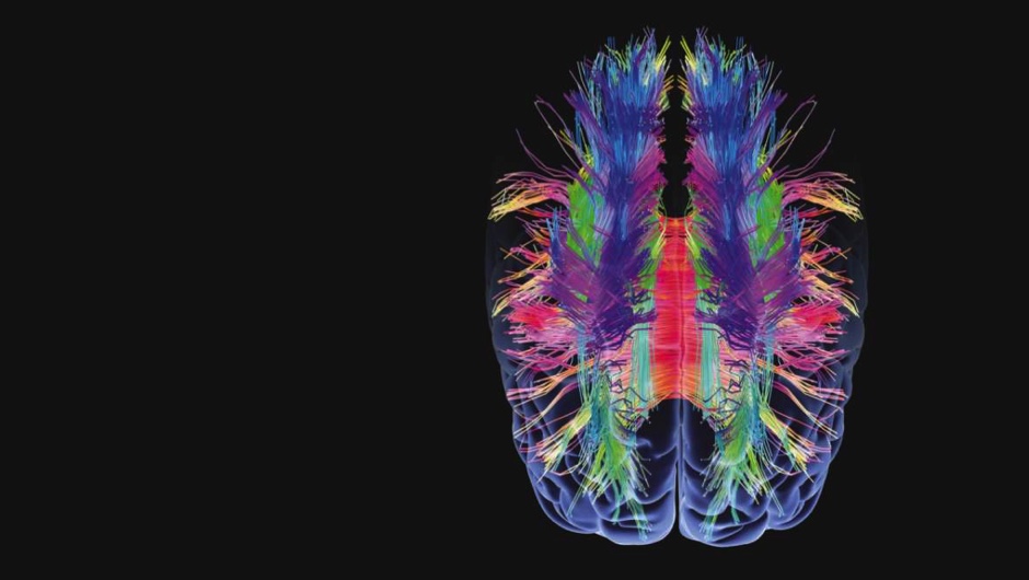 What happens in your brain when you make a memory?
