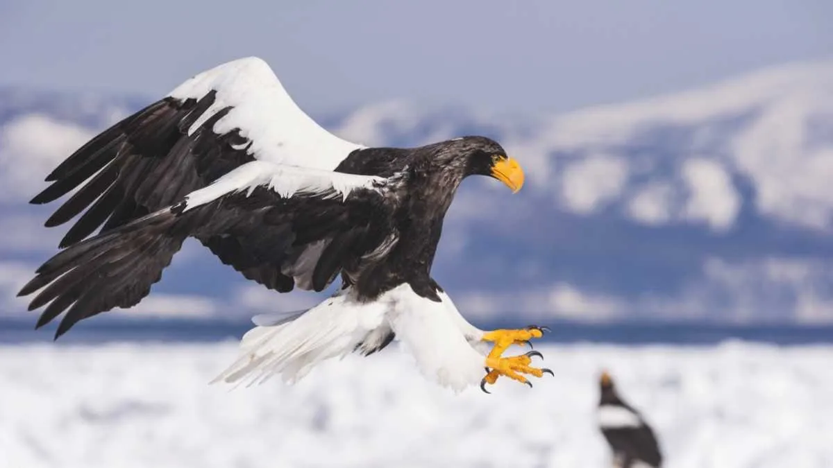 Steller’s sea eagle © Getty Images