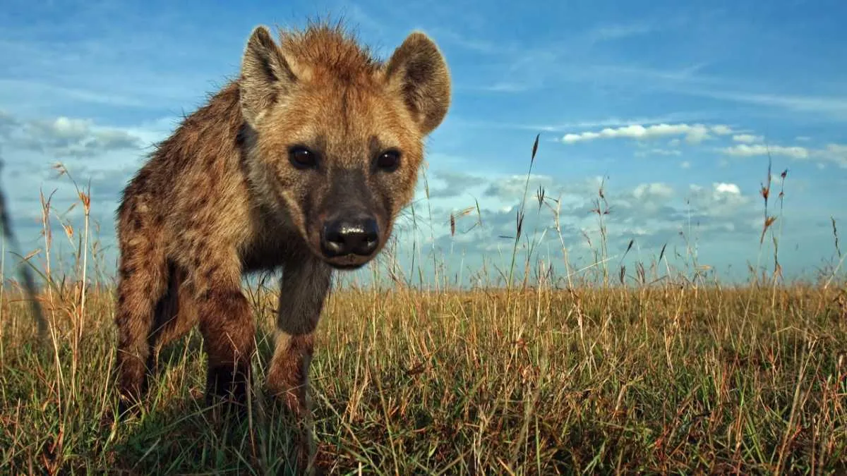 Spotted Hyena © Getty Images