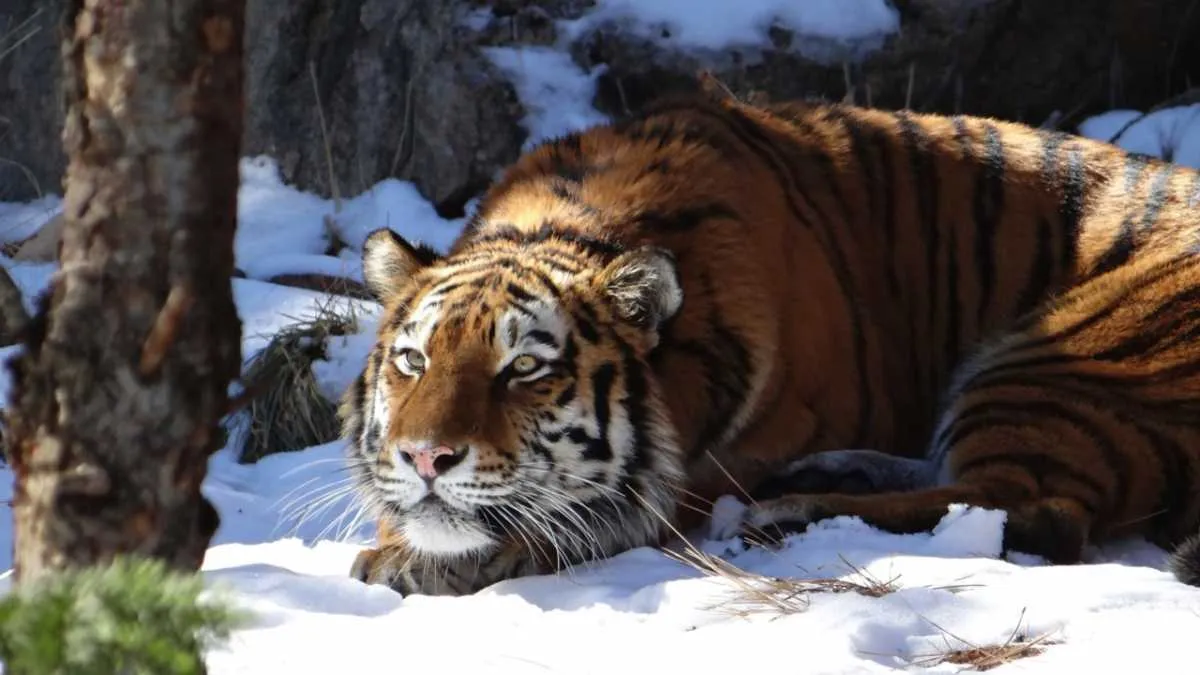 Siberian Tiger © Getty Images
