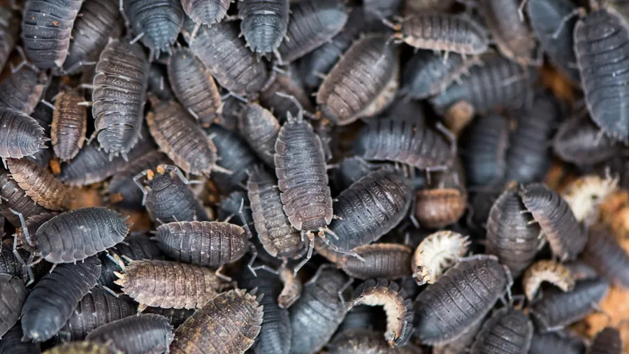 Could we survive without insects? - BBC Science Focus Magazine