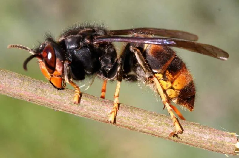 Asian predatory wasp © Getty Images