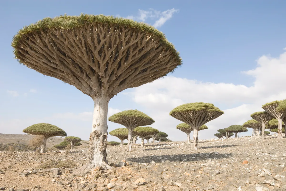 Dragon’s Blood trees, Socotra, Yemen © Tony Waltham/Getty Images
