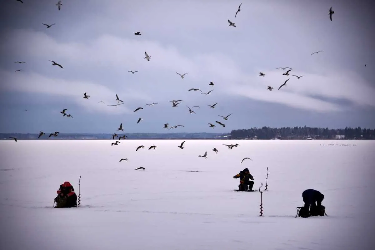 Men, surrounded by seagulls, are ice-fishing at midday on the barely frozen Bothnia Sea, Western Finland © Olivier Morin/AFP/Getty Images