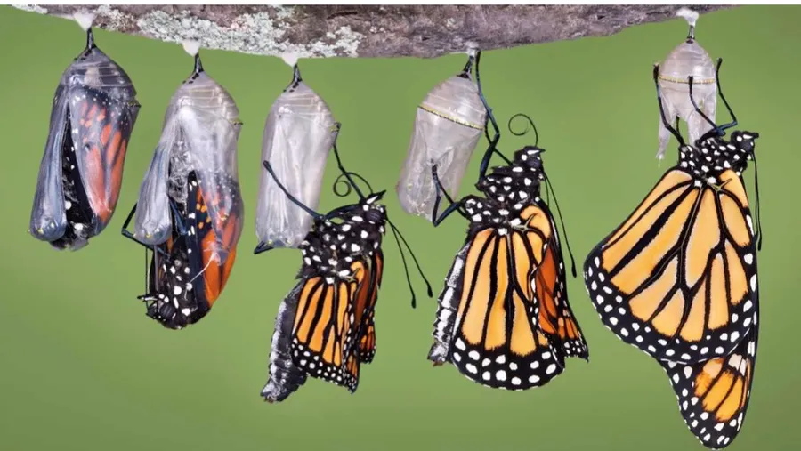 Do animals go through puberty? - BBC Science Focus Magazine