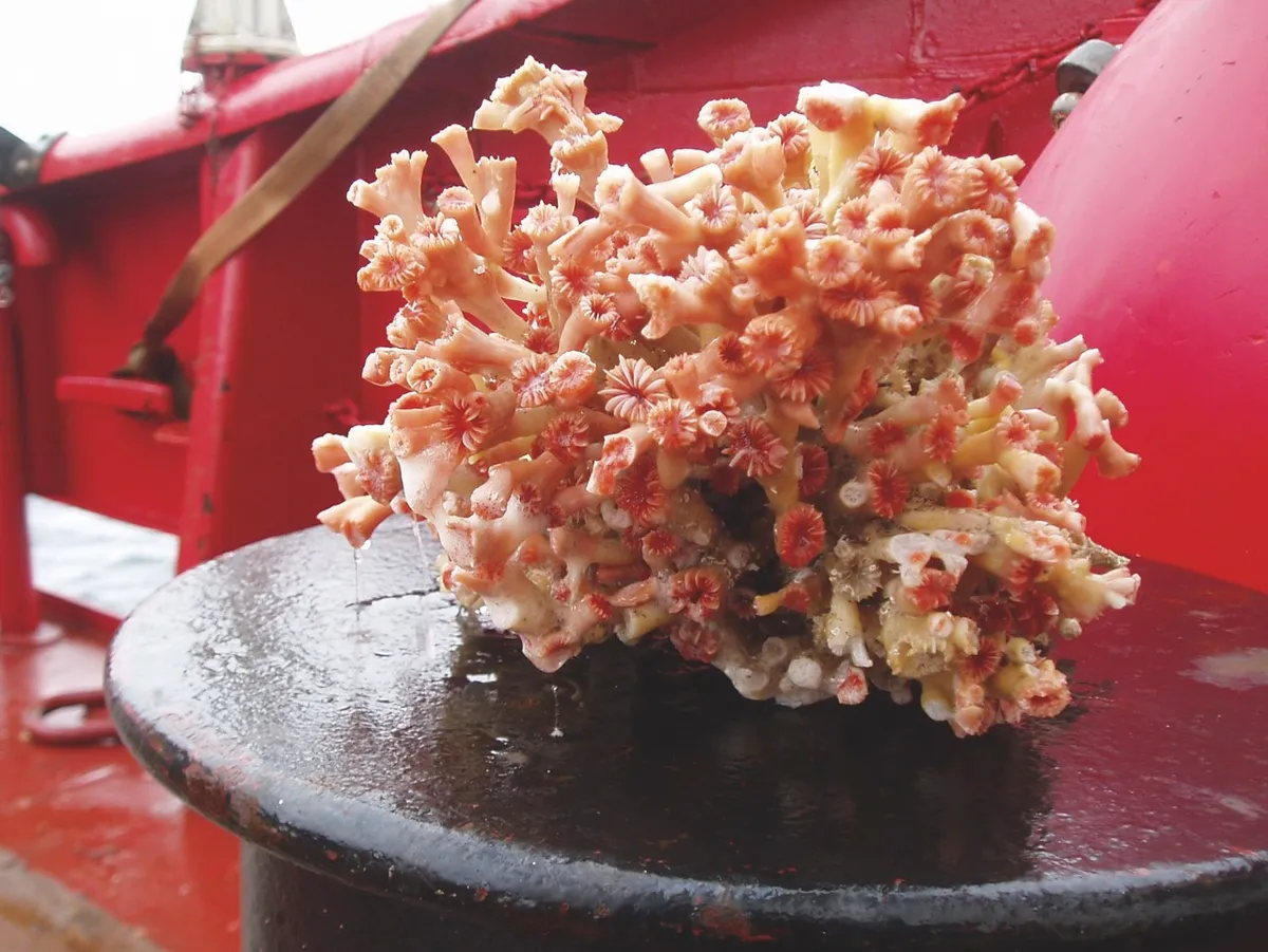 Coral from the newly discovered reef off Greenland © Bedford Institute of Oceanography