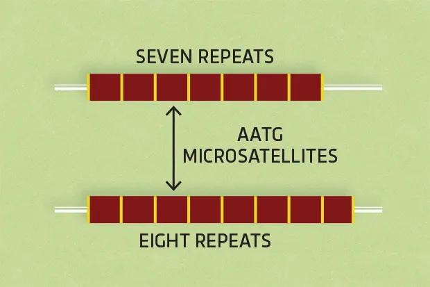 Microsatellites