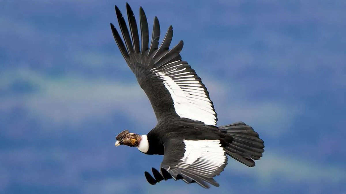 Andean condor © Getty Images
