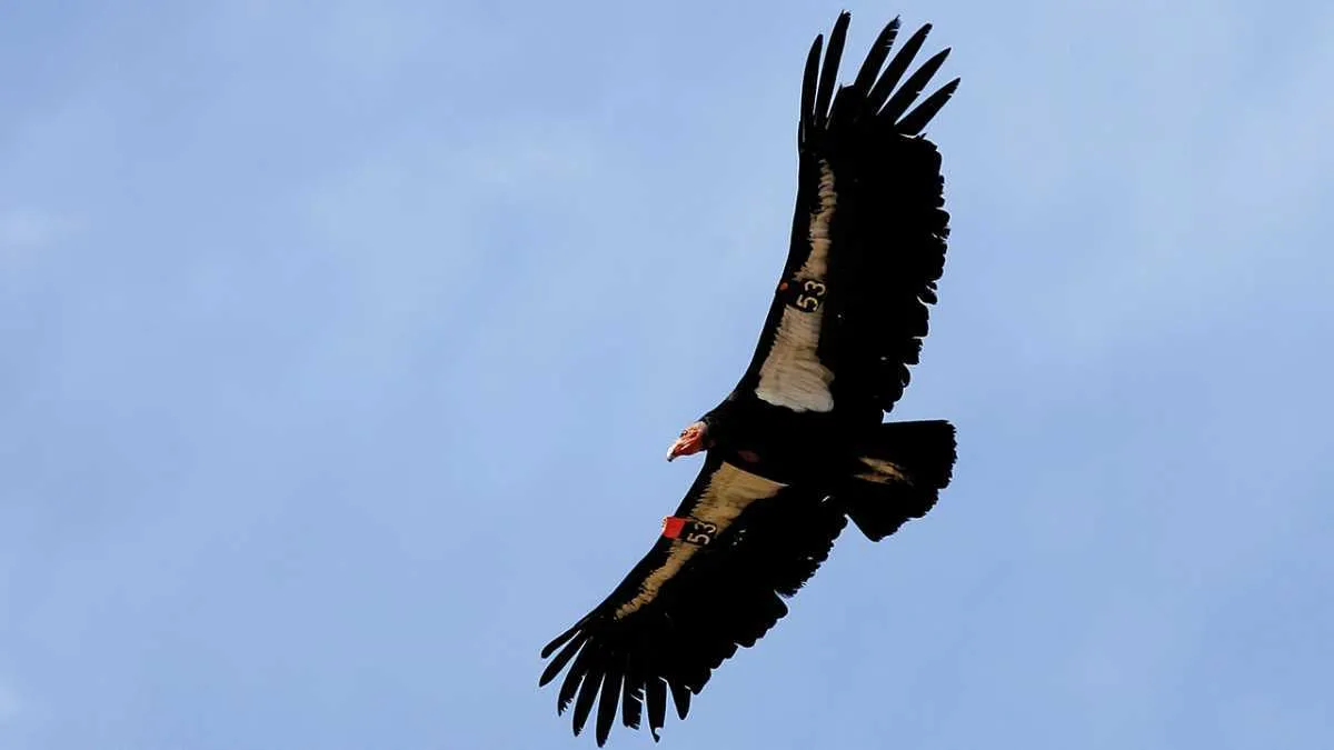 California condor © Getty Images