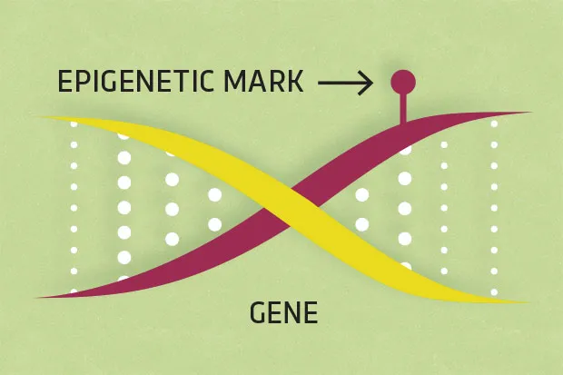 epigenetic-marks