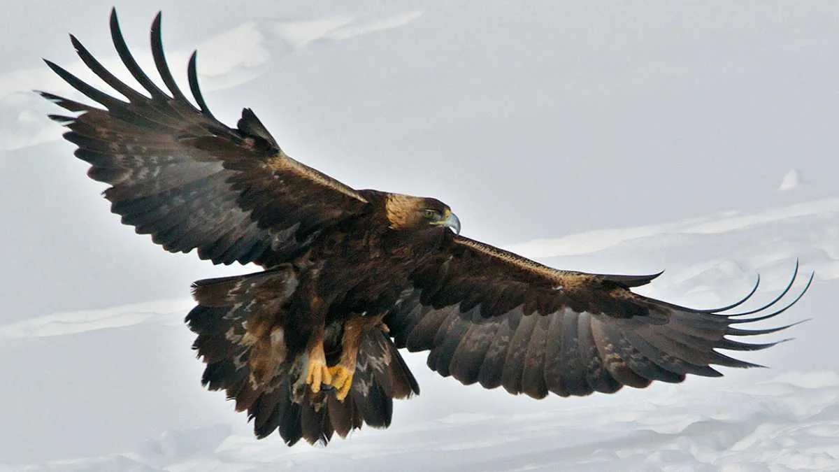 Golden Eagle © Getty Images
