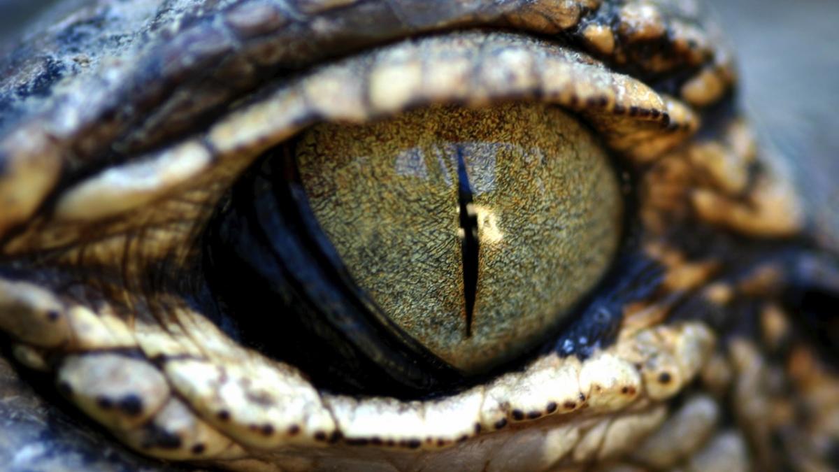 10 monstrous beasts we're glad have gone extinct - BBC Science Focus  Magazine