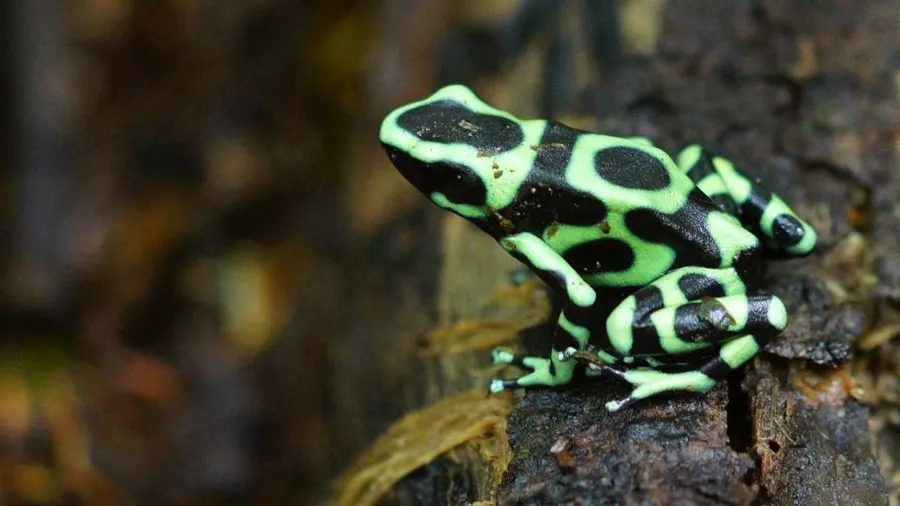 What’s the world's most powerful animal poison? - BBC Science Focus ...
