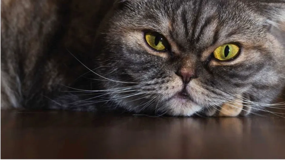 Do fat cats have longer whiskers? © iStock
