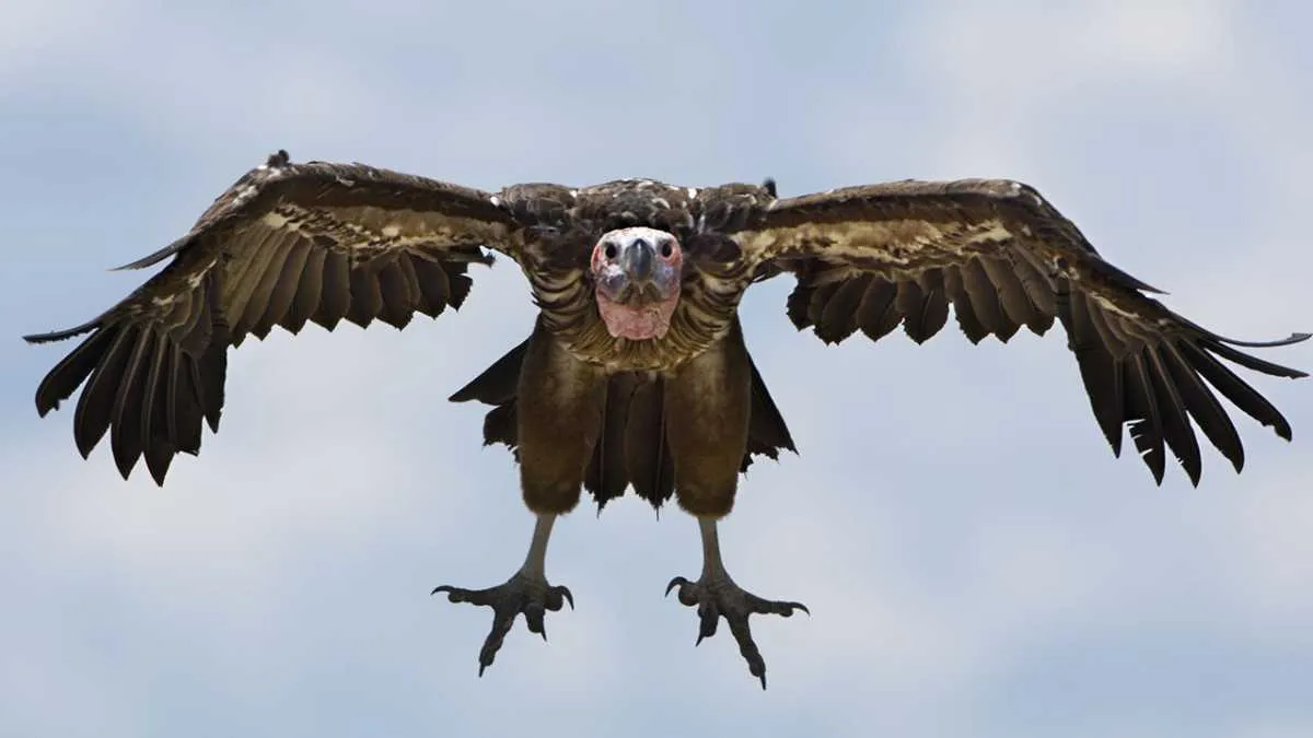 Lappet-faced vulture © Getty Images