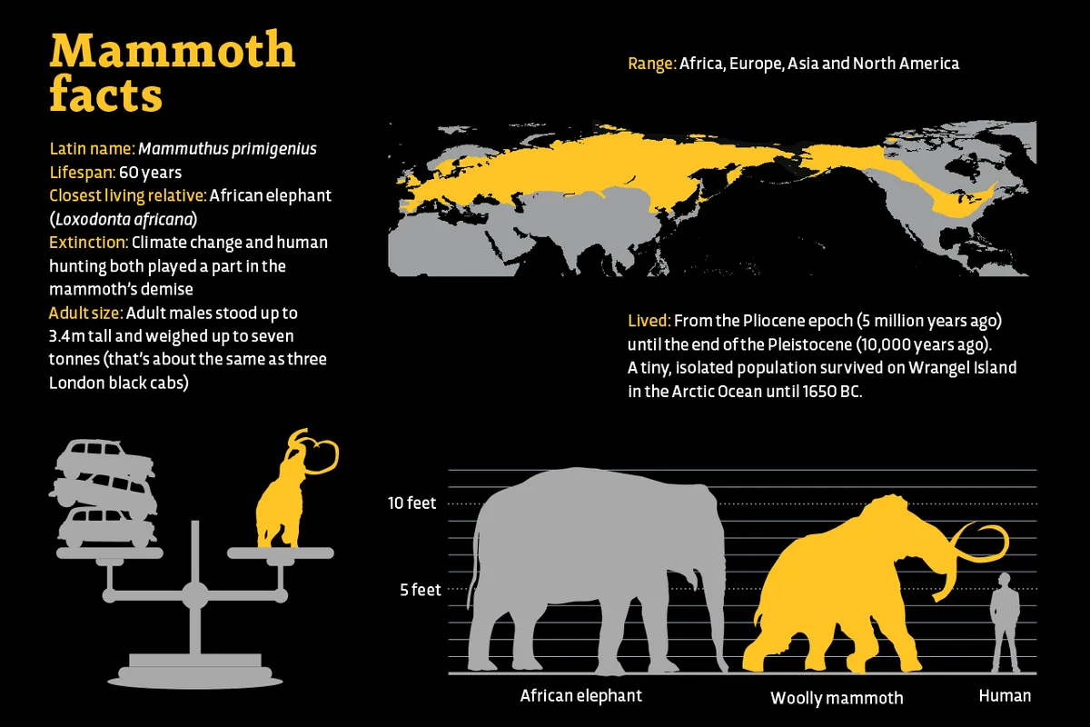 Mammoth Facts