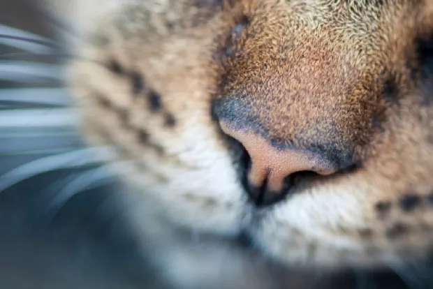 A cat's nose may not be as sensitive as a dog's, but it can out-sense a canine with its vomeronasal organ