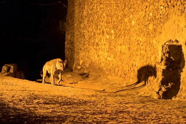Hyenas in Harar © BBC