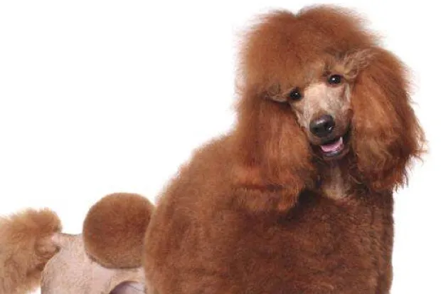 Poodle © iStock