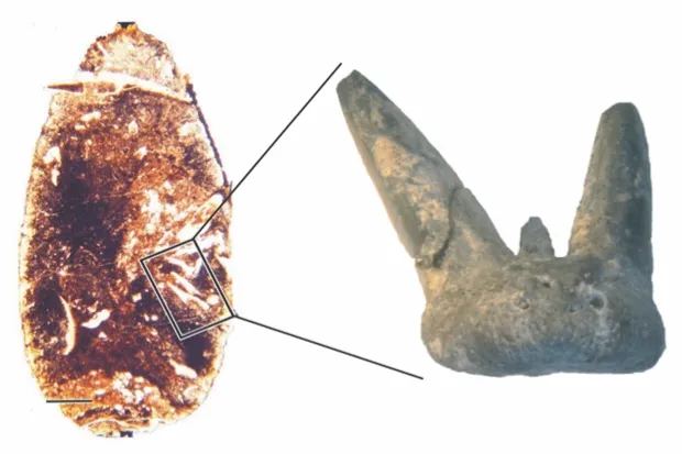 The tooth in coprolite and up-close © Aodhán Ó Gogáin (Trinity College Dublin)