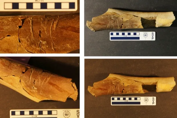 A tyrannosaur bone with peculiar teeth marks, strongly suggesting it was gnawed by another tyrannosaur © Matthew McLain