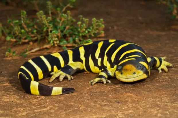 Tiger salamanders © Getty Images