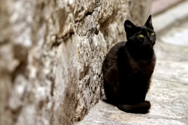 Not all 'domestic' cats are fully domesticated