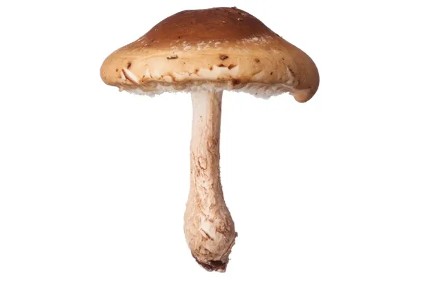 Top 10 most Vitamin D rich foods - shiitake mushrooms