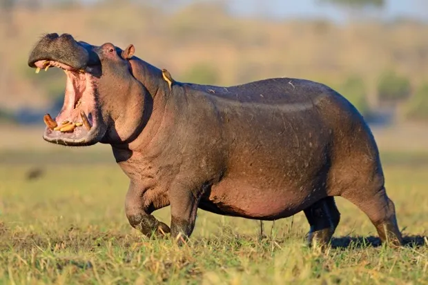 Hippopotamus © Winfried Wisniewski/Getty Images