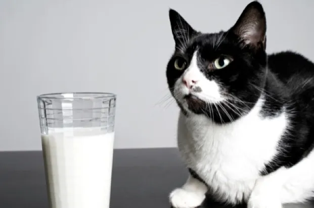 Cats would prefer it if you gave them a sardine rather than indigestible milk