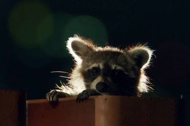 Crafty raccoons © BBC