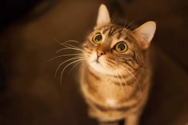 It's not hard to figure out what your cat is thinking: more cat food probably