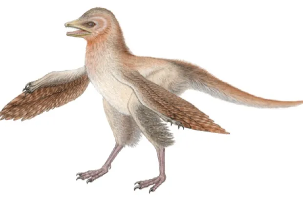 Eosinopteryx © Royal Belgian Institute of Natural Sciences