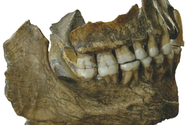 Analysis of DNA in Neanderthal tooth tartar suggests they may have chomped medicinal plants © Royal Belgian Museum Of Natural Sciences