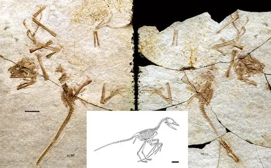 The fossiled remains of Scansoriopteryx and a reconstruction showing what a full skeleton would look like