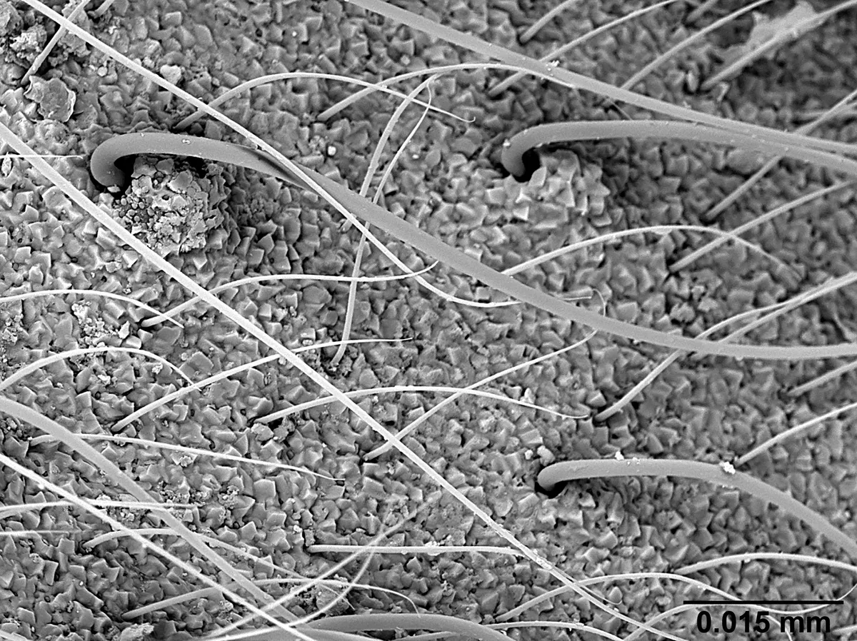 This is a close-up of ant body surface with a crystal-like layer, as seen under an electron microscope © Ana Ješovnik