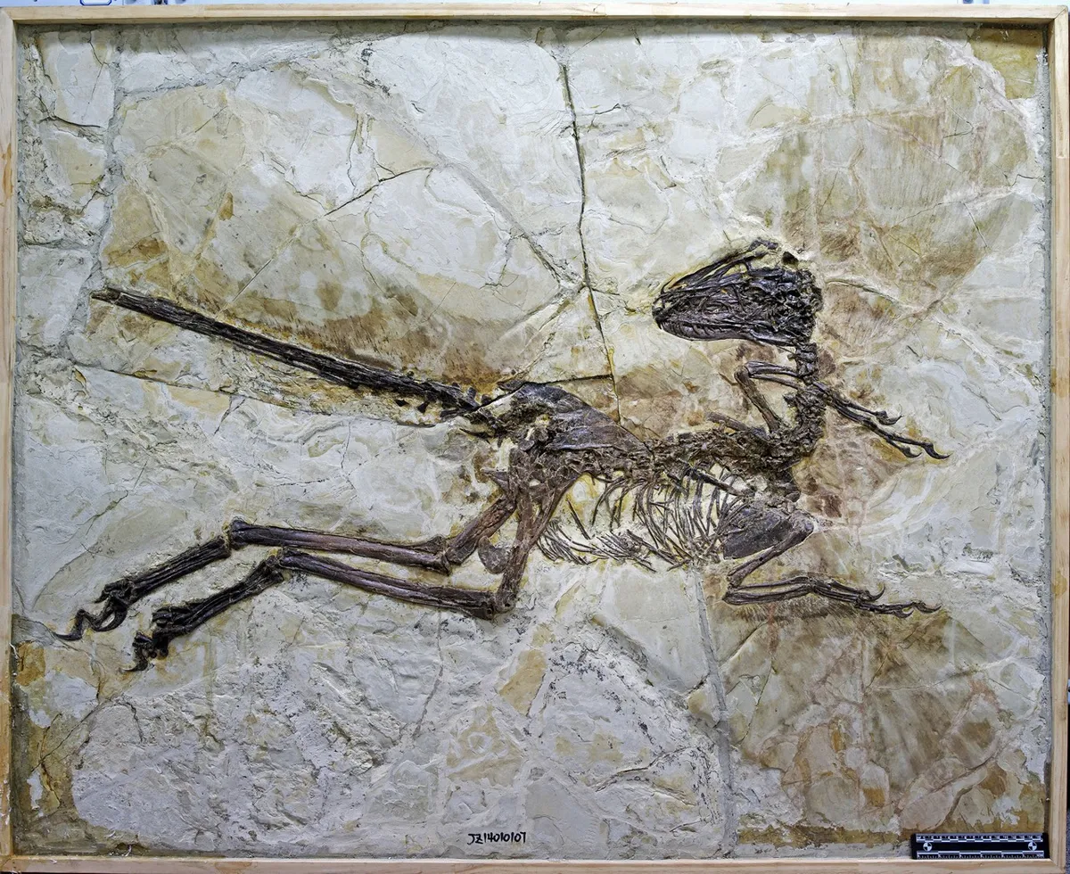 These are the fossil remains of Zhenyuanlong suni. © Junchang Lu