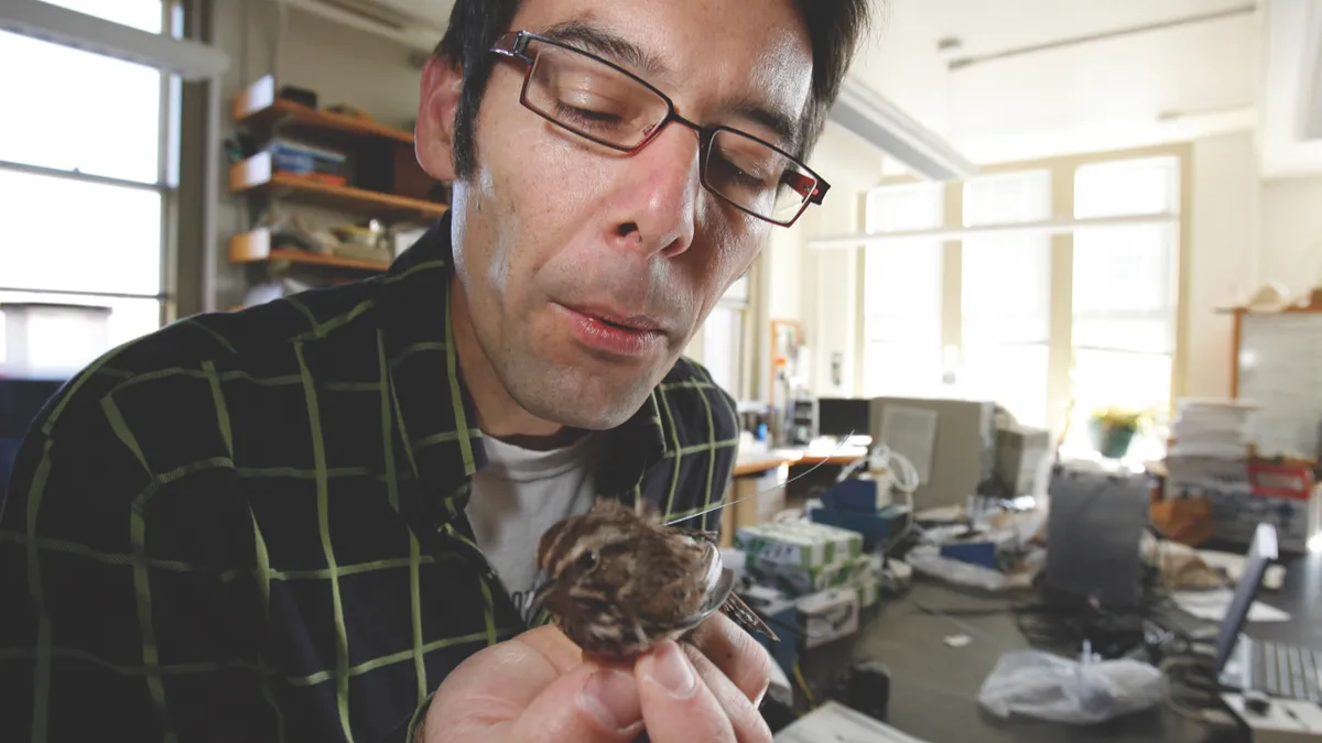 Martin Wikelski attaches a tiny antenna onto the back of a song sparrow (© Getty)