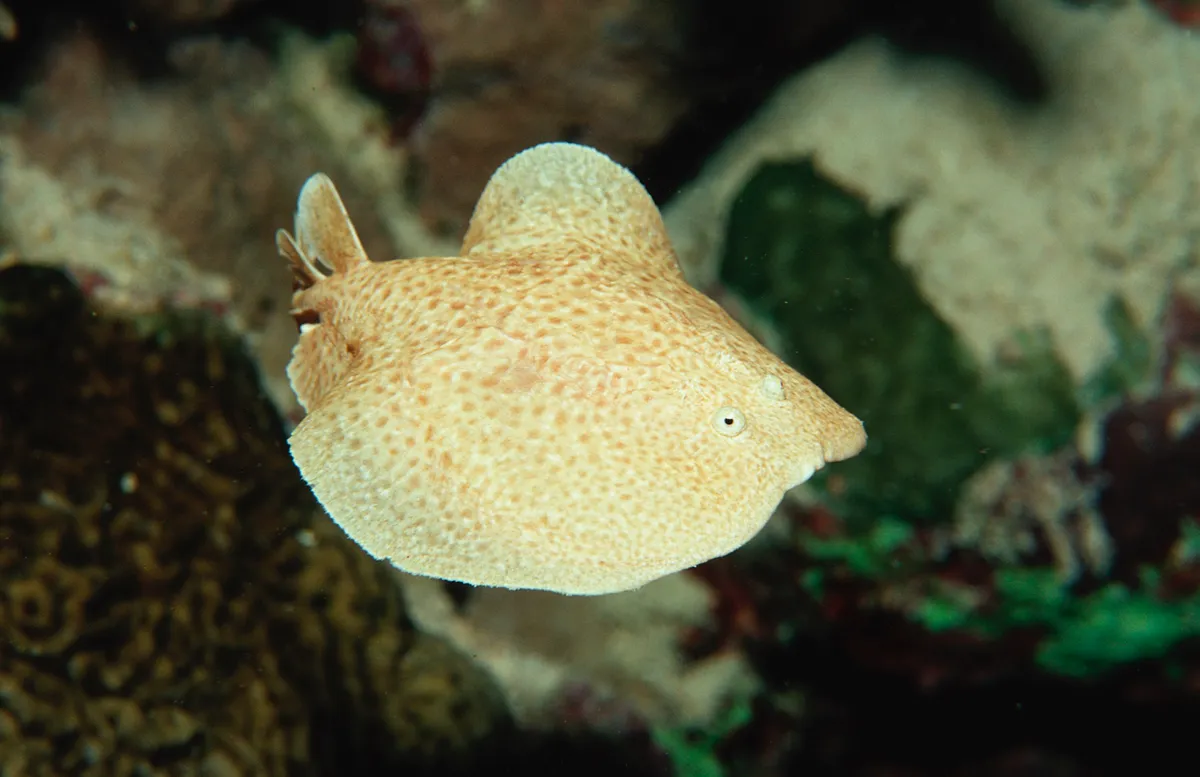 A scalloped torpedo ray, able to generate electricity as a defence mechanism, in the Red Sea © Getty Images