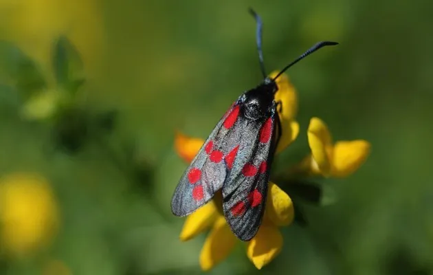 A Six-spot Burnet moth © Dan Kitwood/Getty Images