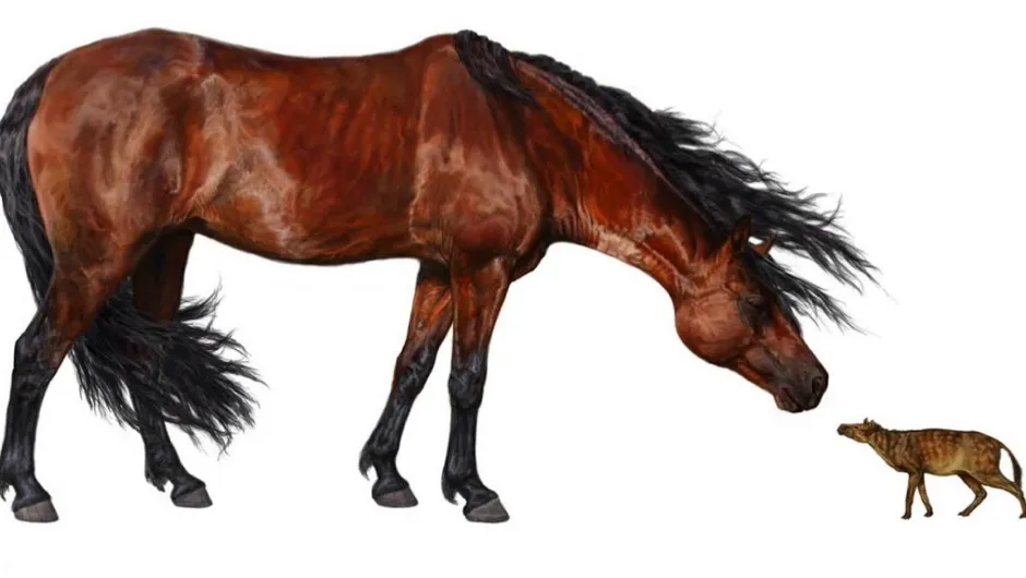 An artist's rendering of the early horse ancestor (right) alongside a modern-day horse (© Danielle Byerly, University of Florida)