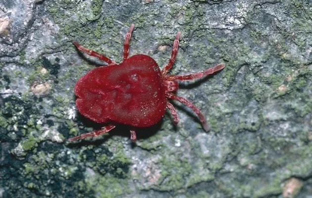 Red velvet mite (Trombidium holosericeum) © DEA/A. CALEGARI/De Agostini/Getty Images