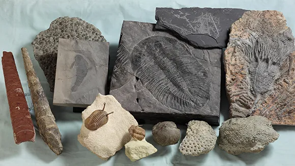 These are Ordovician-Silurian marine fossils from the museum of Tohoku University © Kunio Kaiho