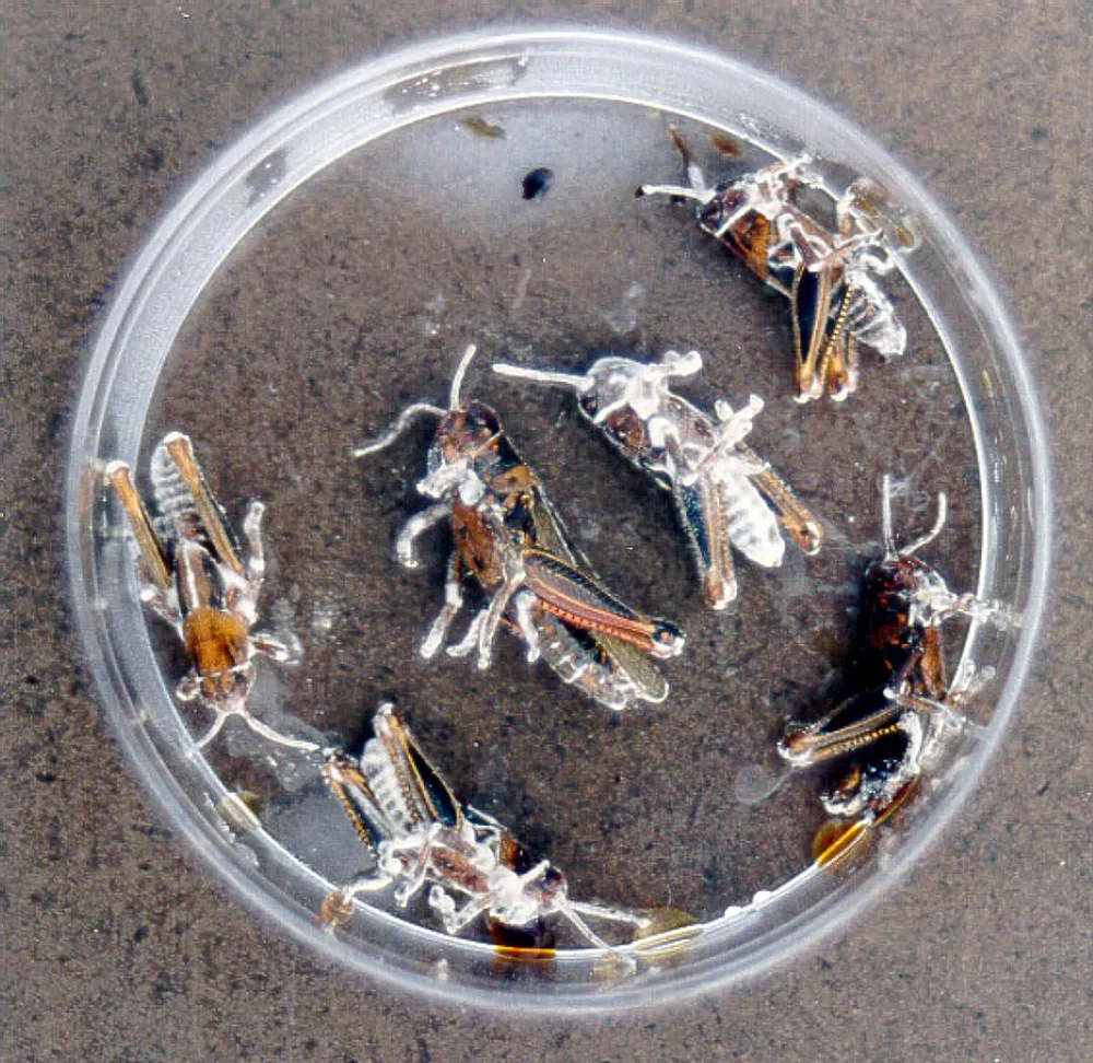 Grasshoppers killed by B. bassiana © Wikimedia Commons