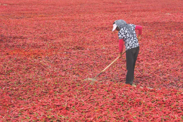 A woman drying out the chilli crop in China’s Xinjiang province © Getty Images