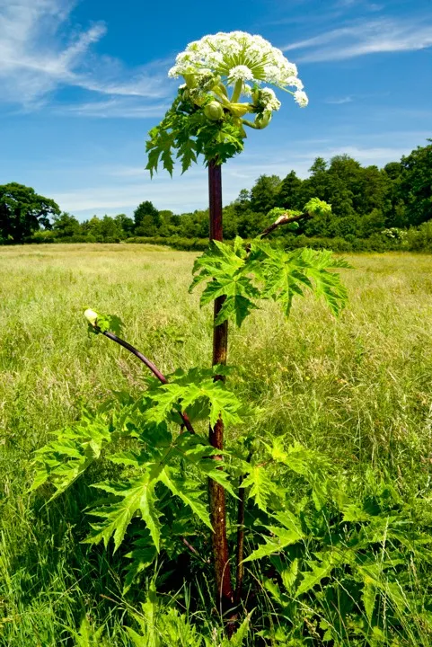 Giant Hogweed (Heracleum mantegazzianum) Usk Valley, Monmouthshire, South Wales © Graham Bell/Getty Images