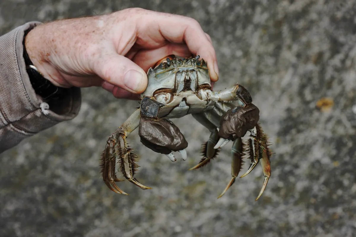 Chinese mitten crab, Eriocheir sinensis, Thames, London, October 2009 © Getty Images