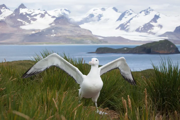Wandering Albatross in South Georgia © Getty Images
