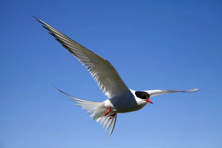 Arctic Tern (Sterna paradisaea) © Getty Images
