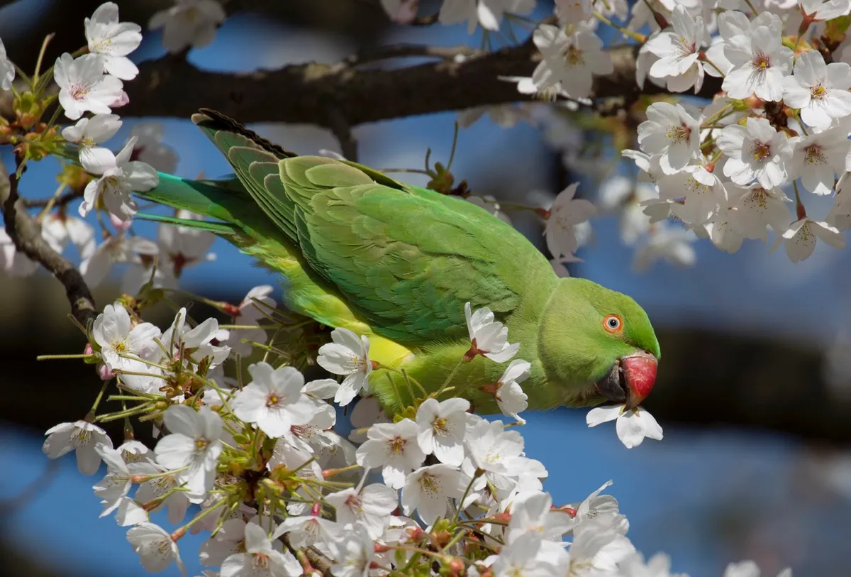 Rose ringed parakeet in St James's Park, London, feeding on blossom © Getty Images